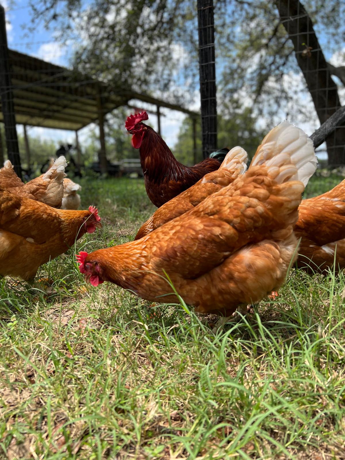 The hens