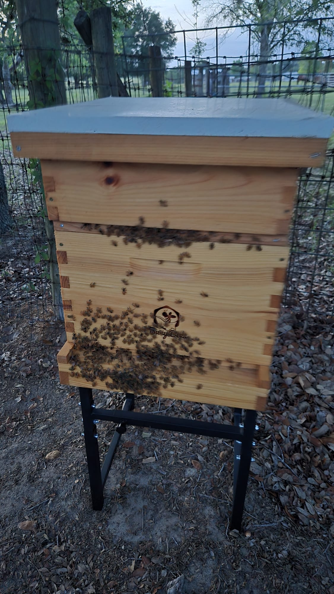 The bees