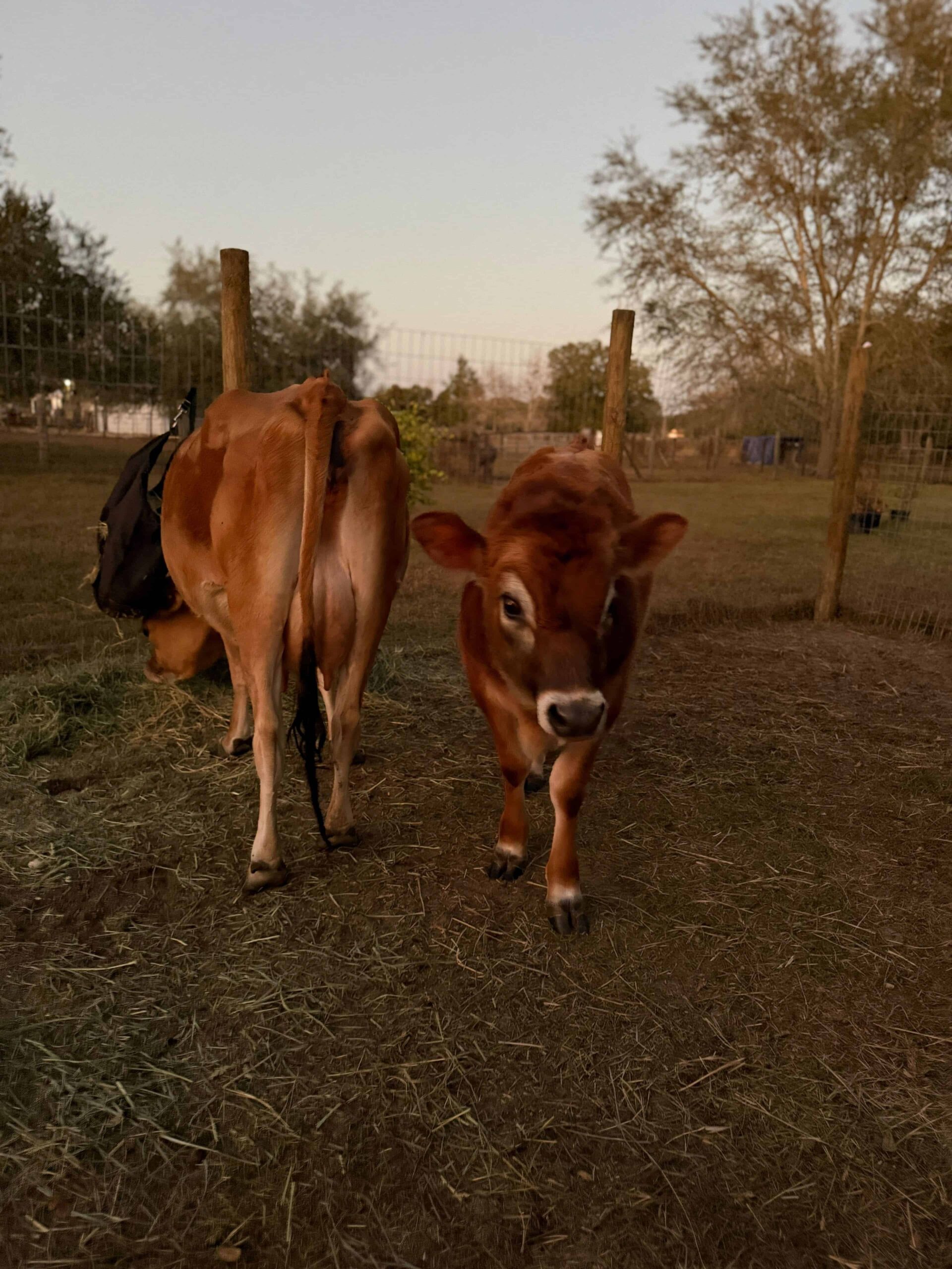 Lola & Julius