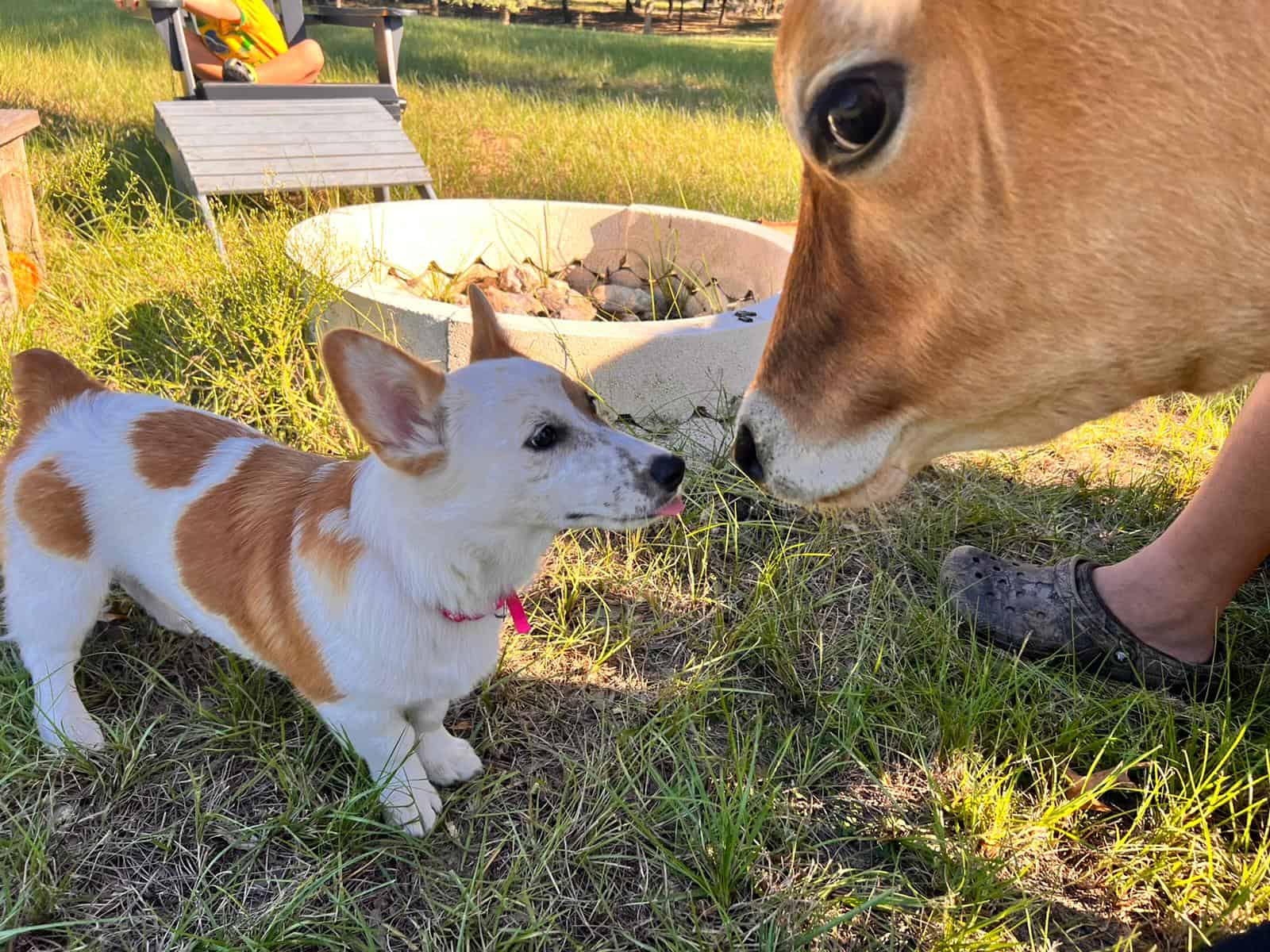 Lola & Stella