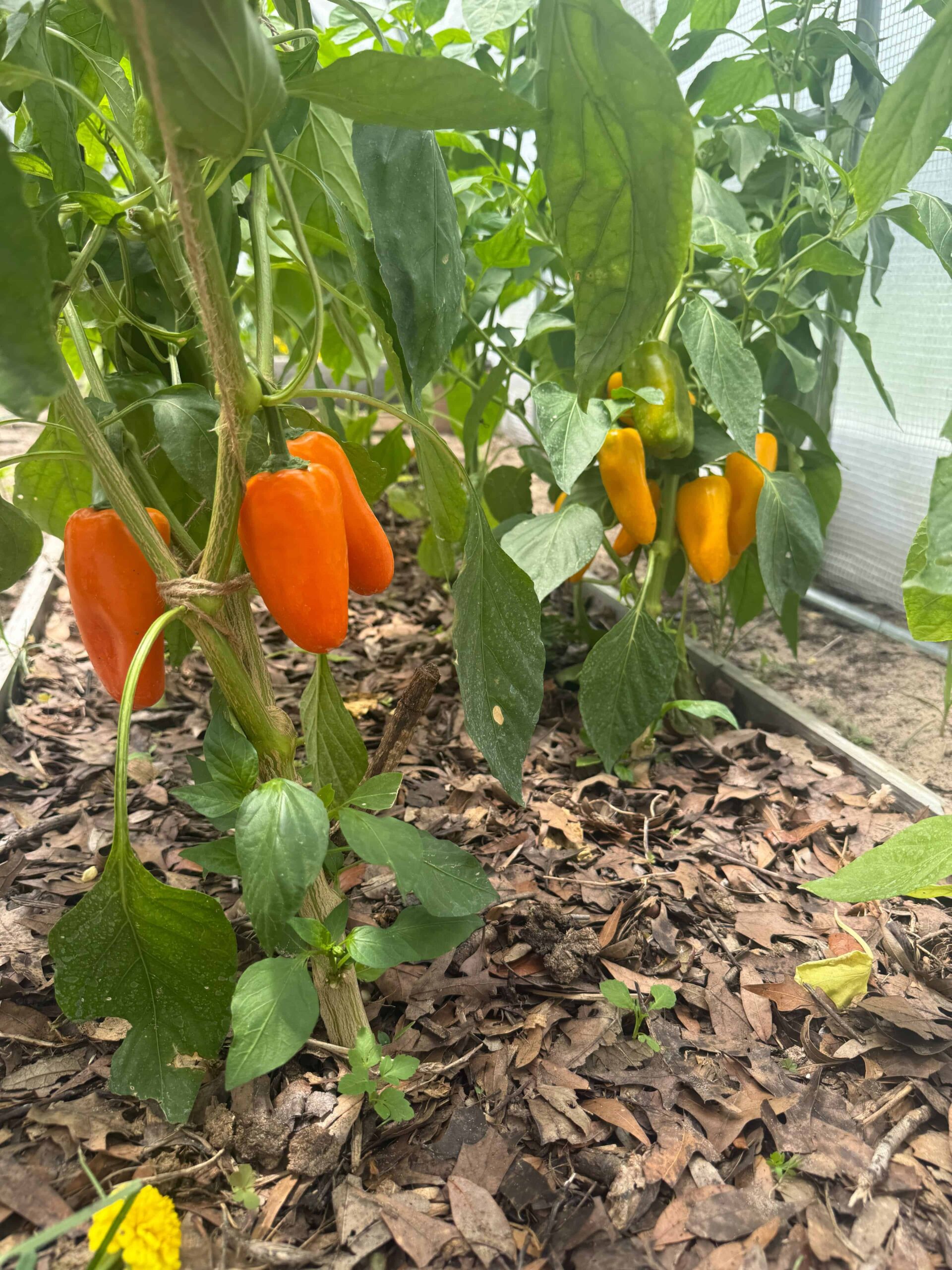 Peppers
