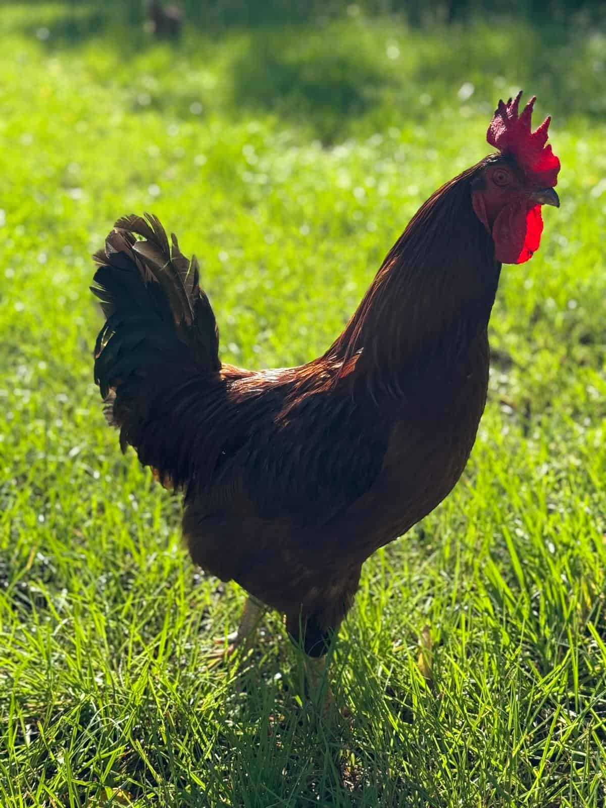 The rooster