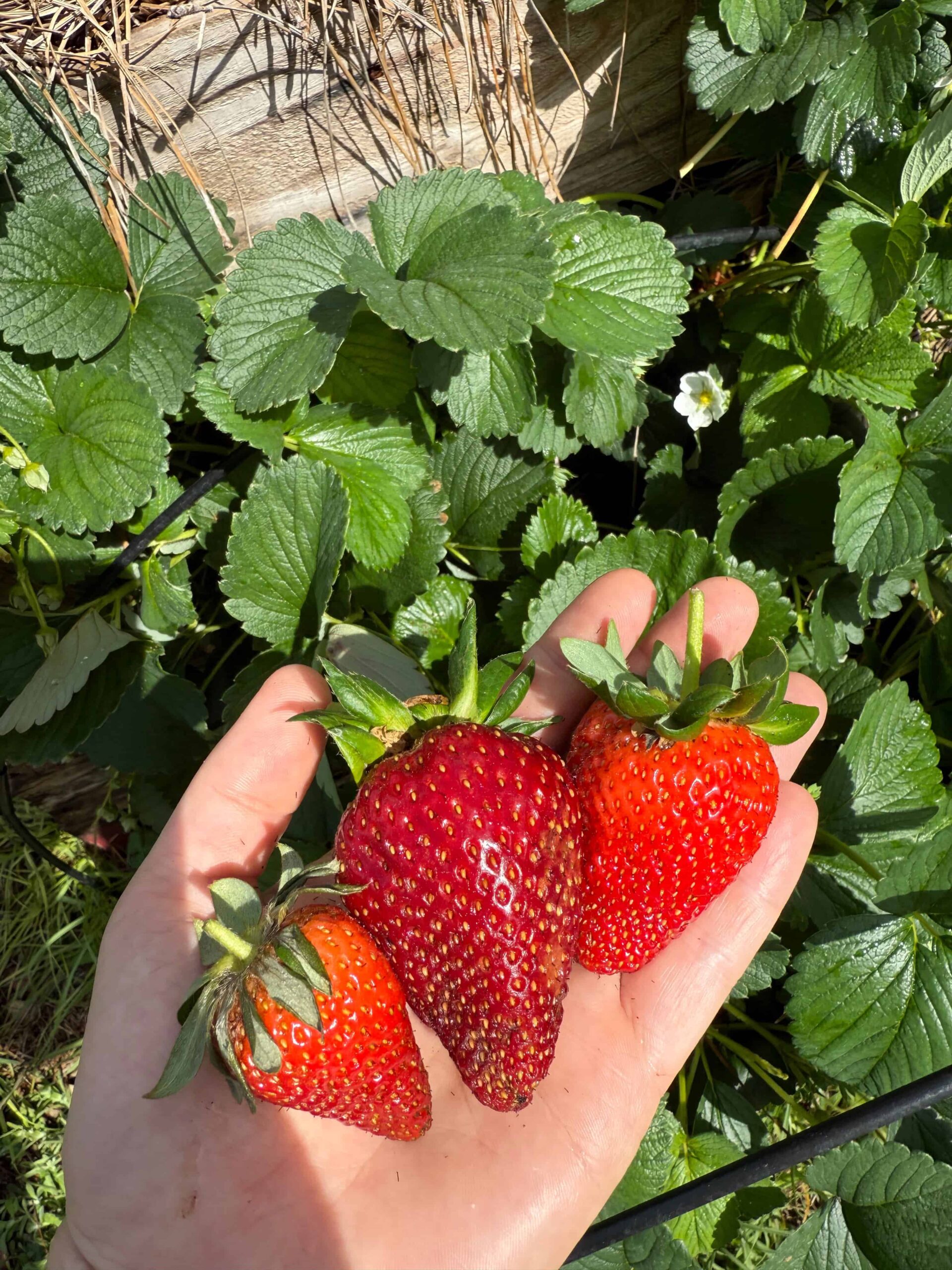 Strawberries