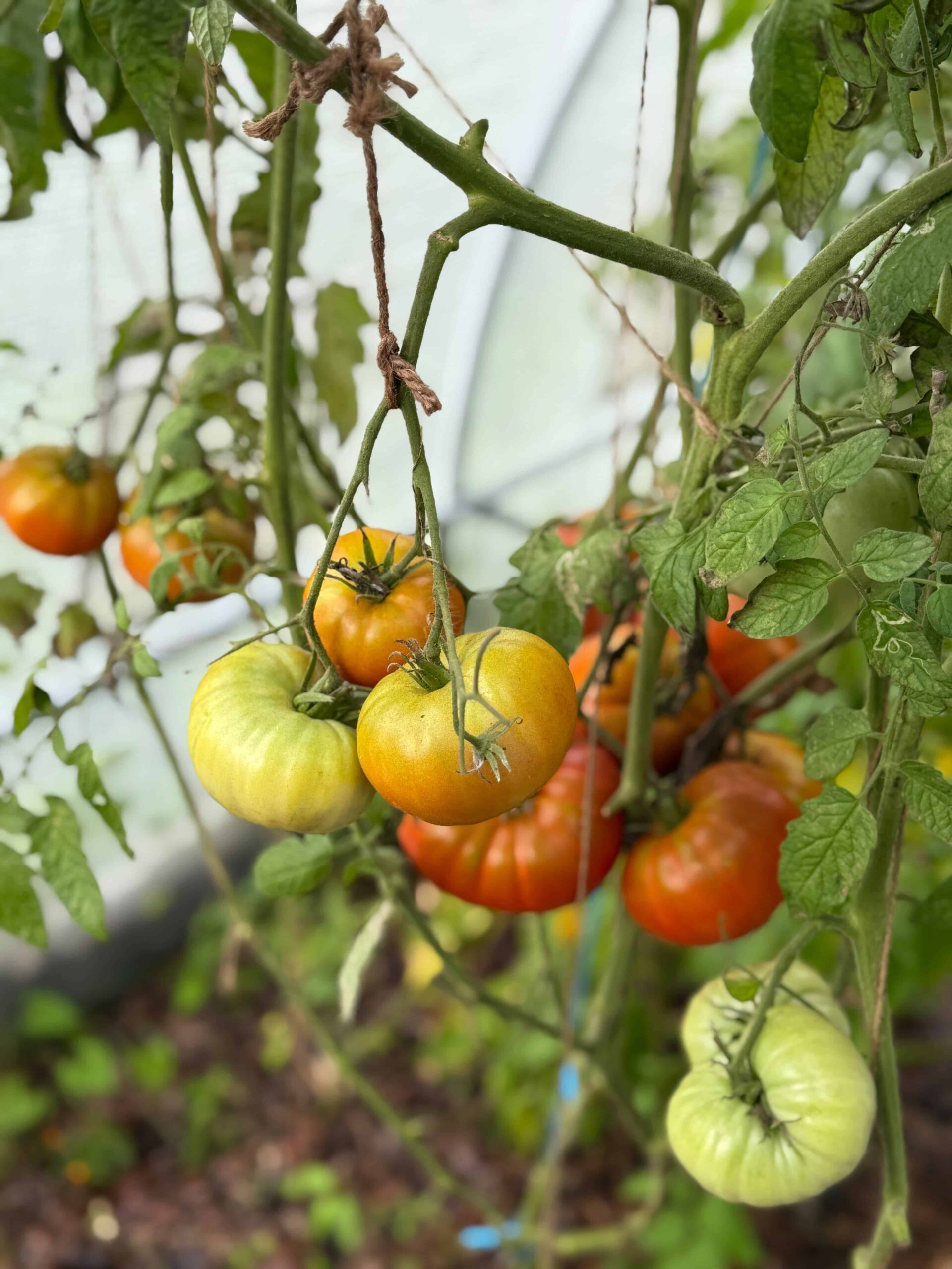 Tomatoes